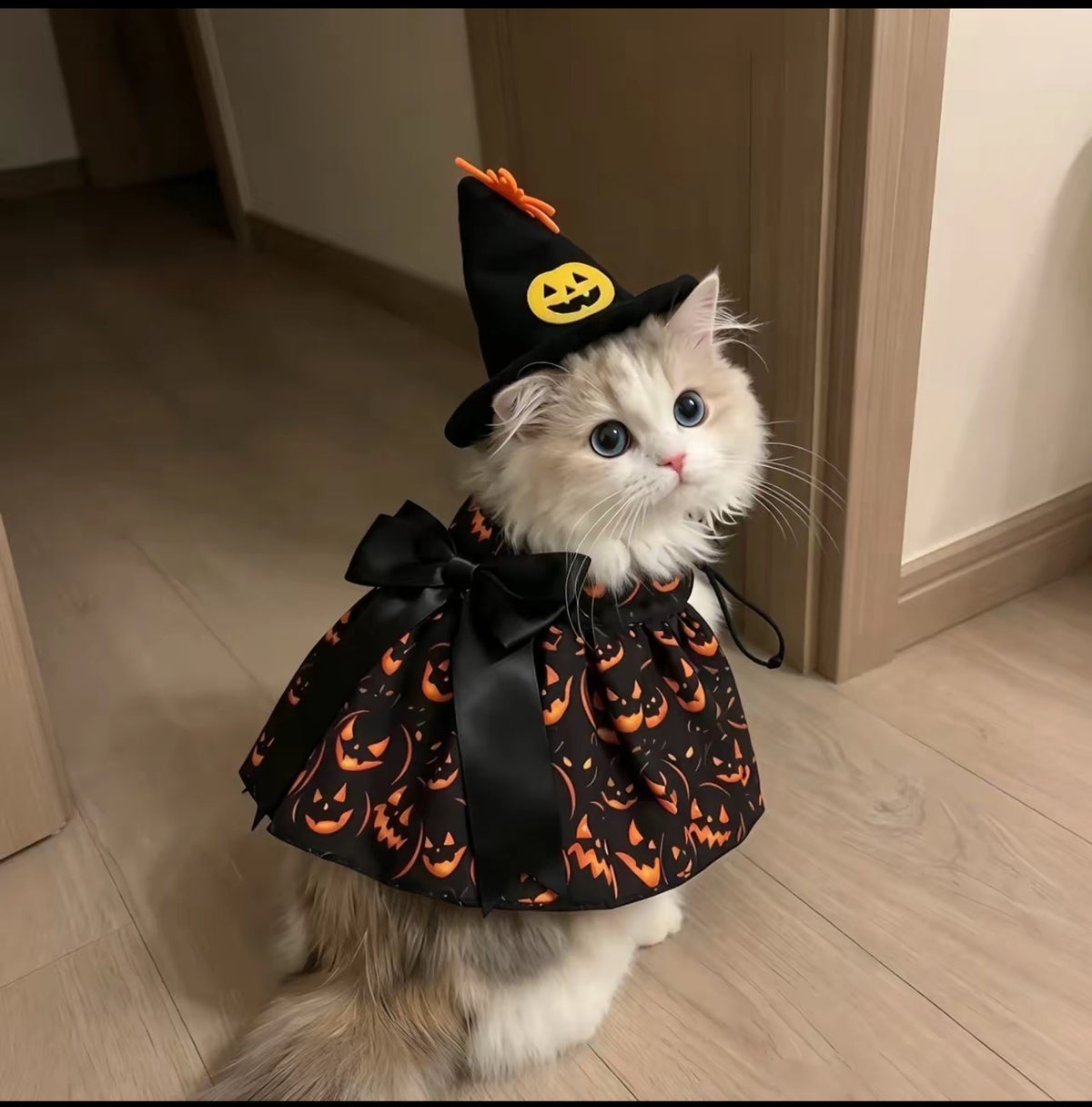 Halloween Cat and Dog Costumes and Party Decorations